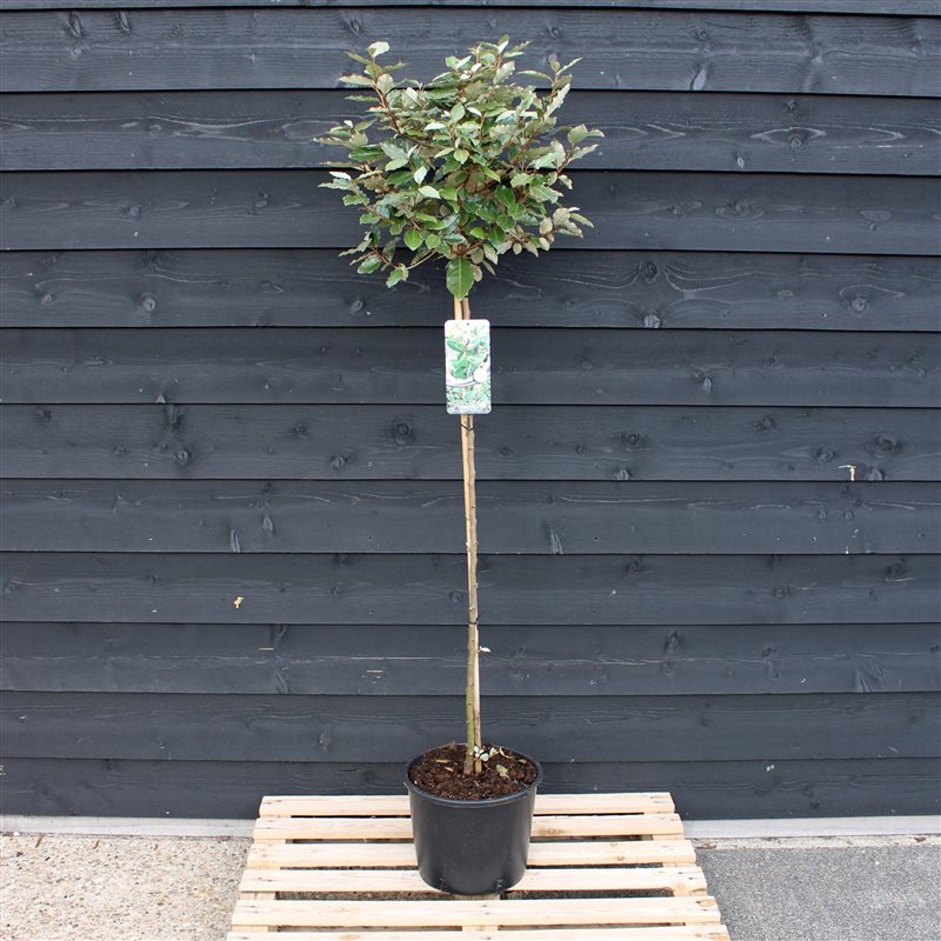 Silverbuske – Elaeagnus ebbingei - 120 CM Stem C12